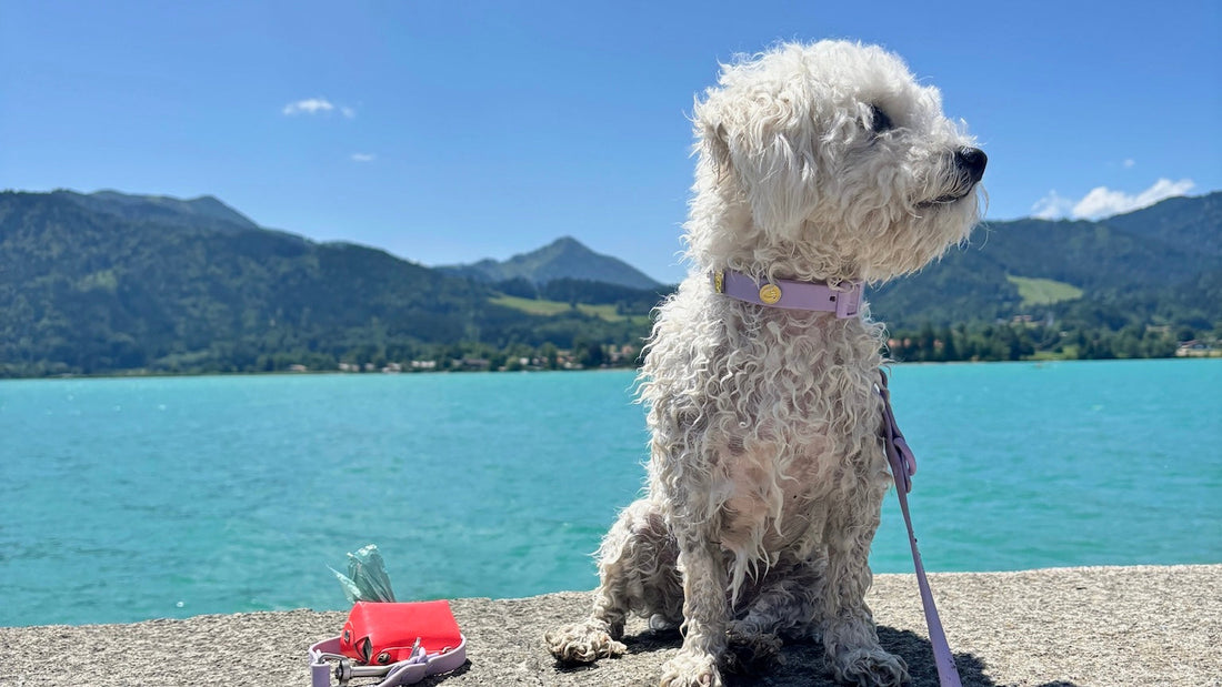 Baden mit Hund in und um München – die besten Spots für dich & deinen Vierbeiner