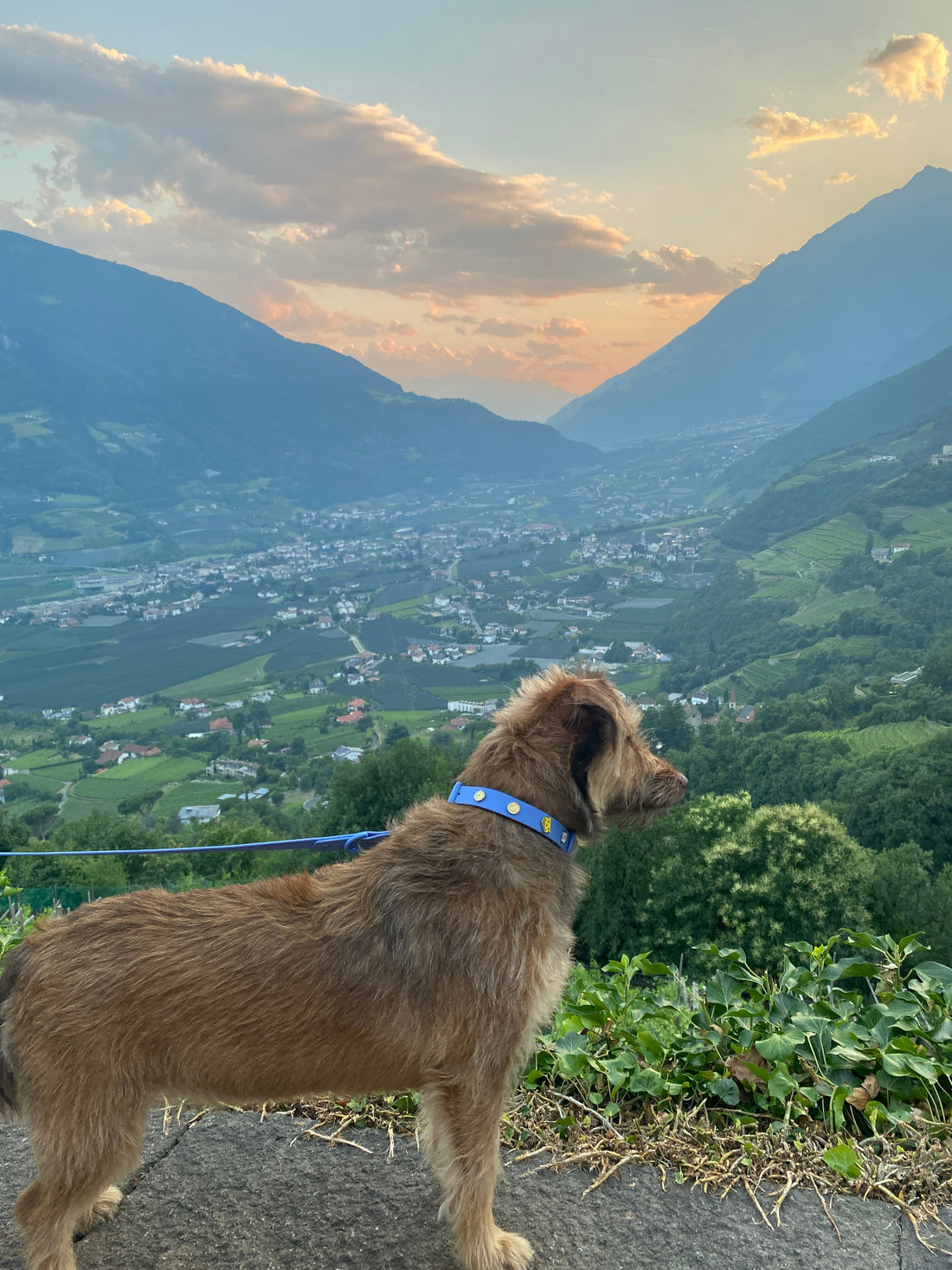 Hund steht vor wunderschöner Bergaussicht in Südtirol