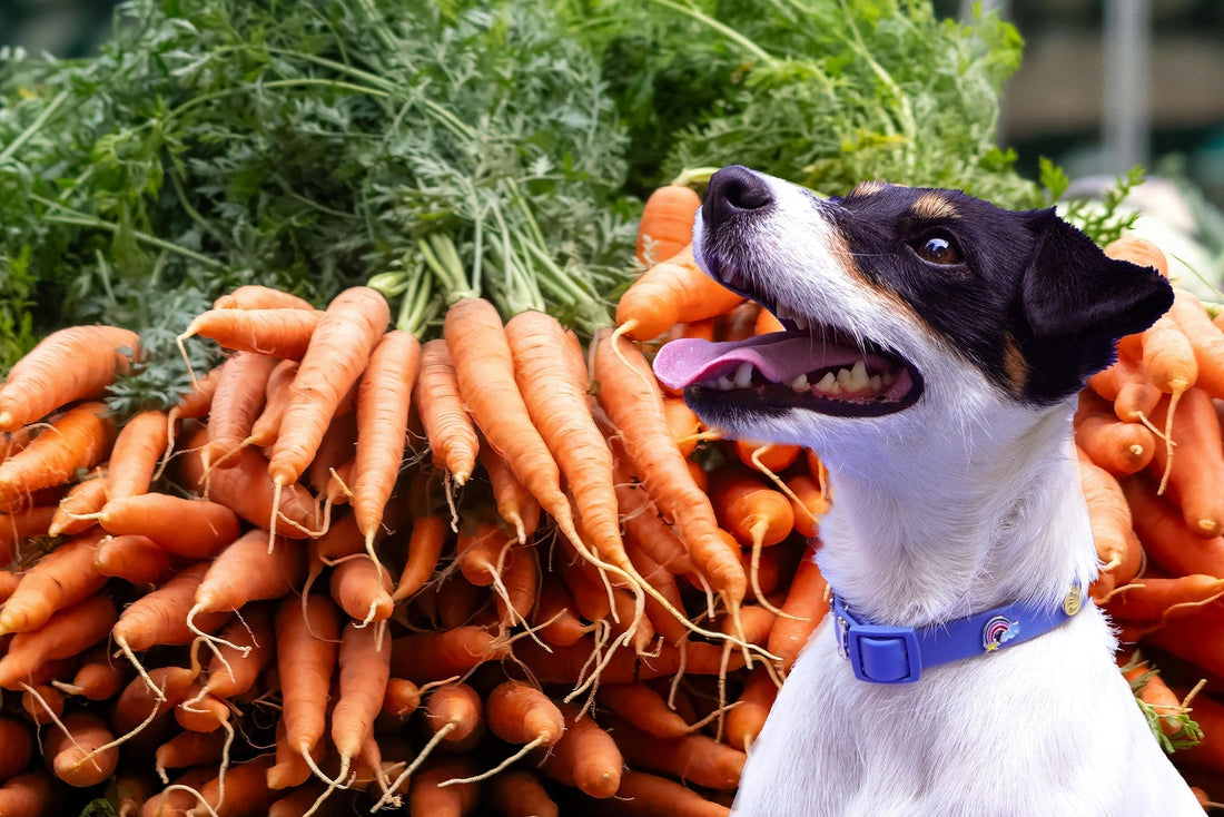 Morosche Karottensuppe für deinen Hund