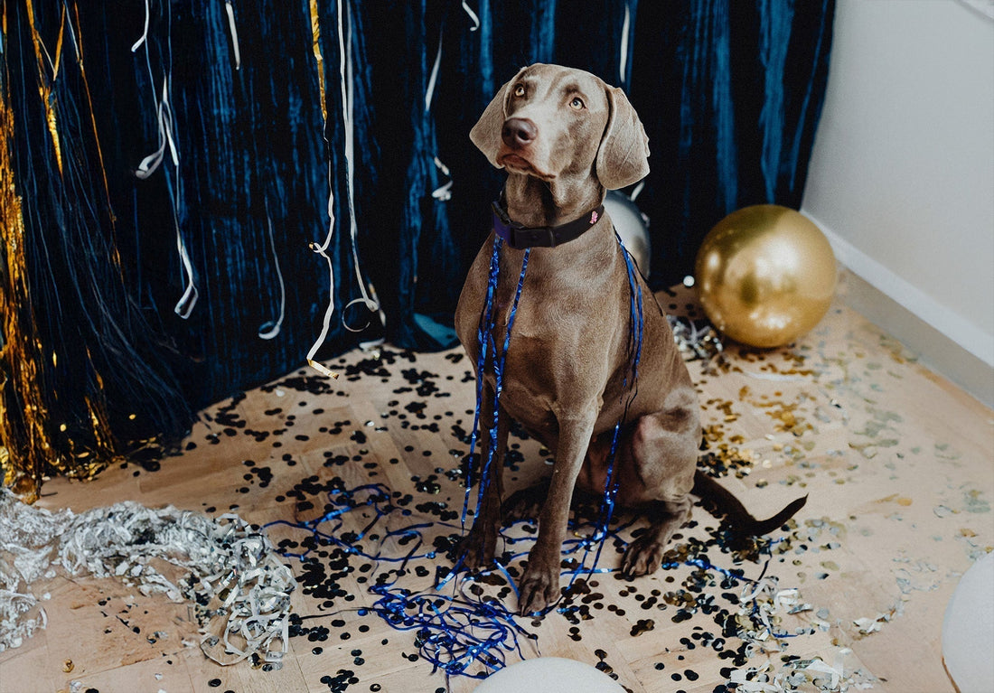 Silvester mit Hund – unsere Tipps für eine Nacht ohne Angst