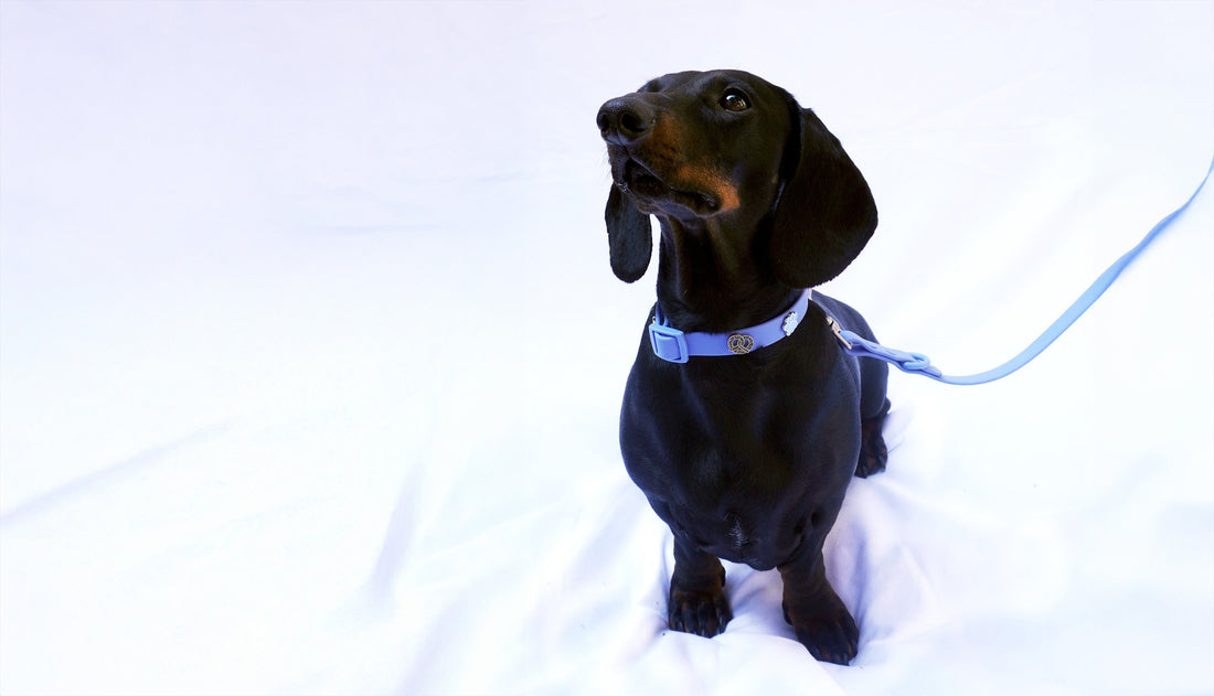 Rassemerkmale: Der Dackel