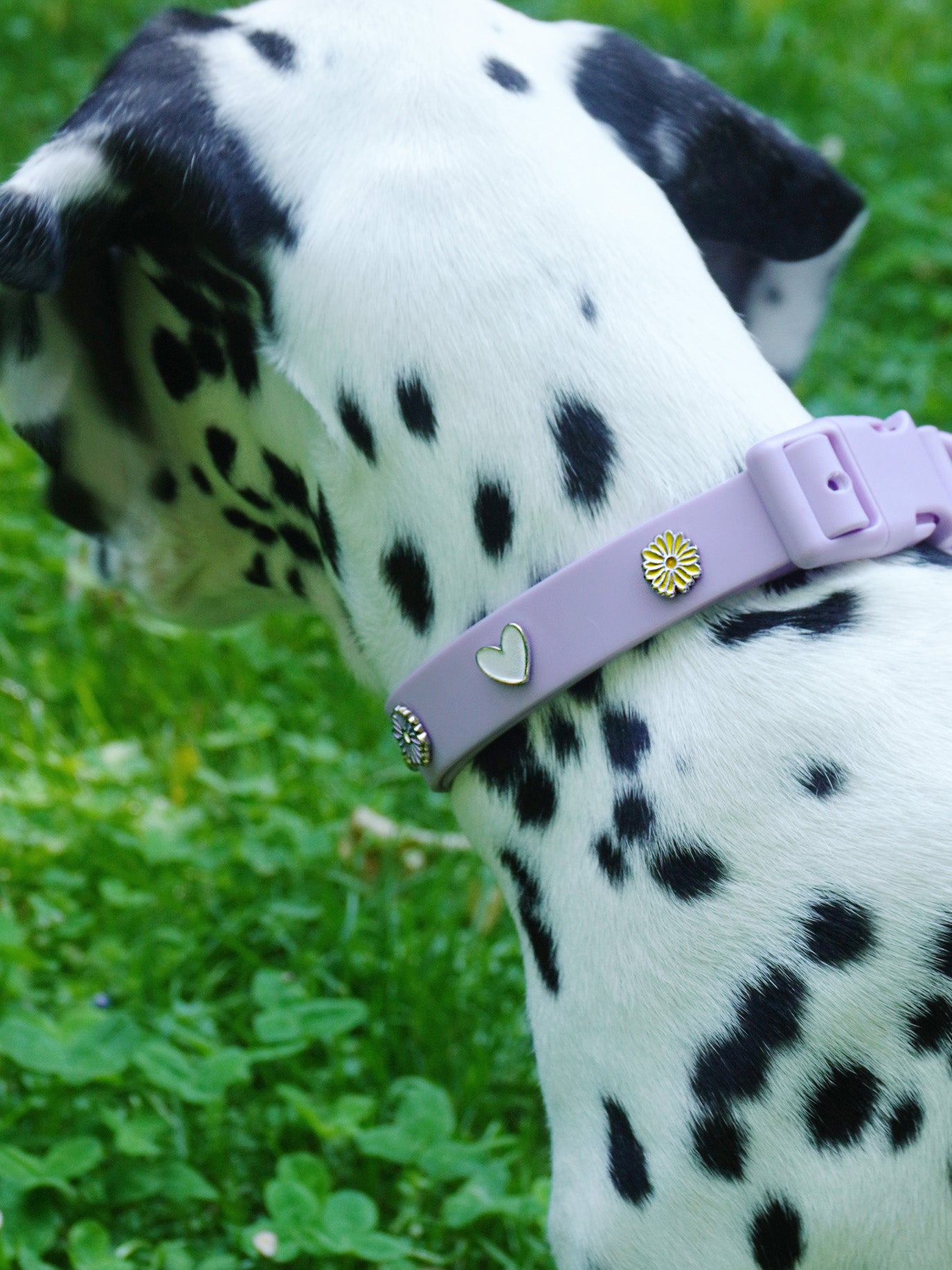 Herz Hundehalsband Anhänger