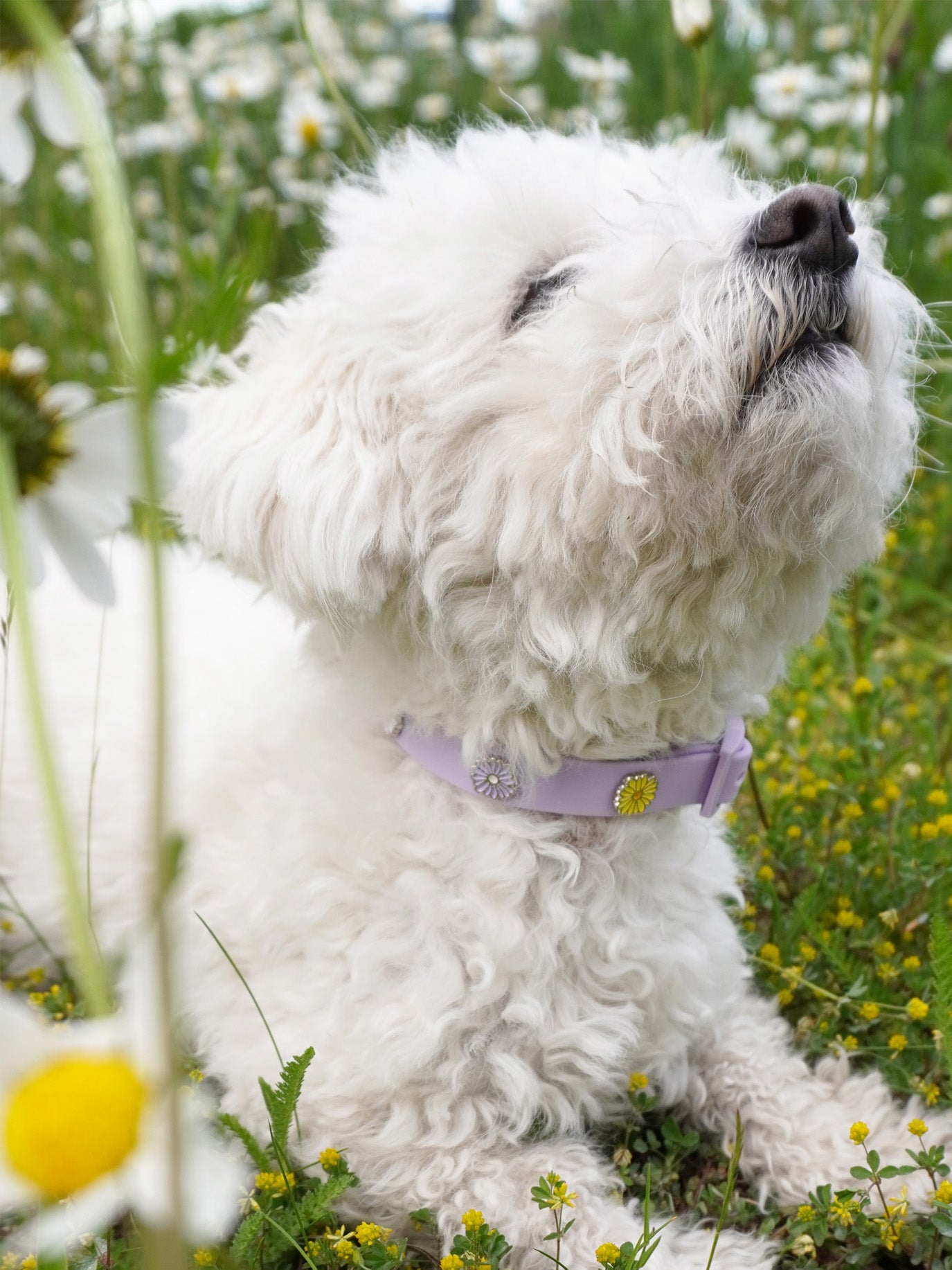 Blume Hundehalsband Anhänger