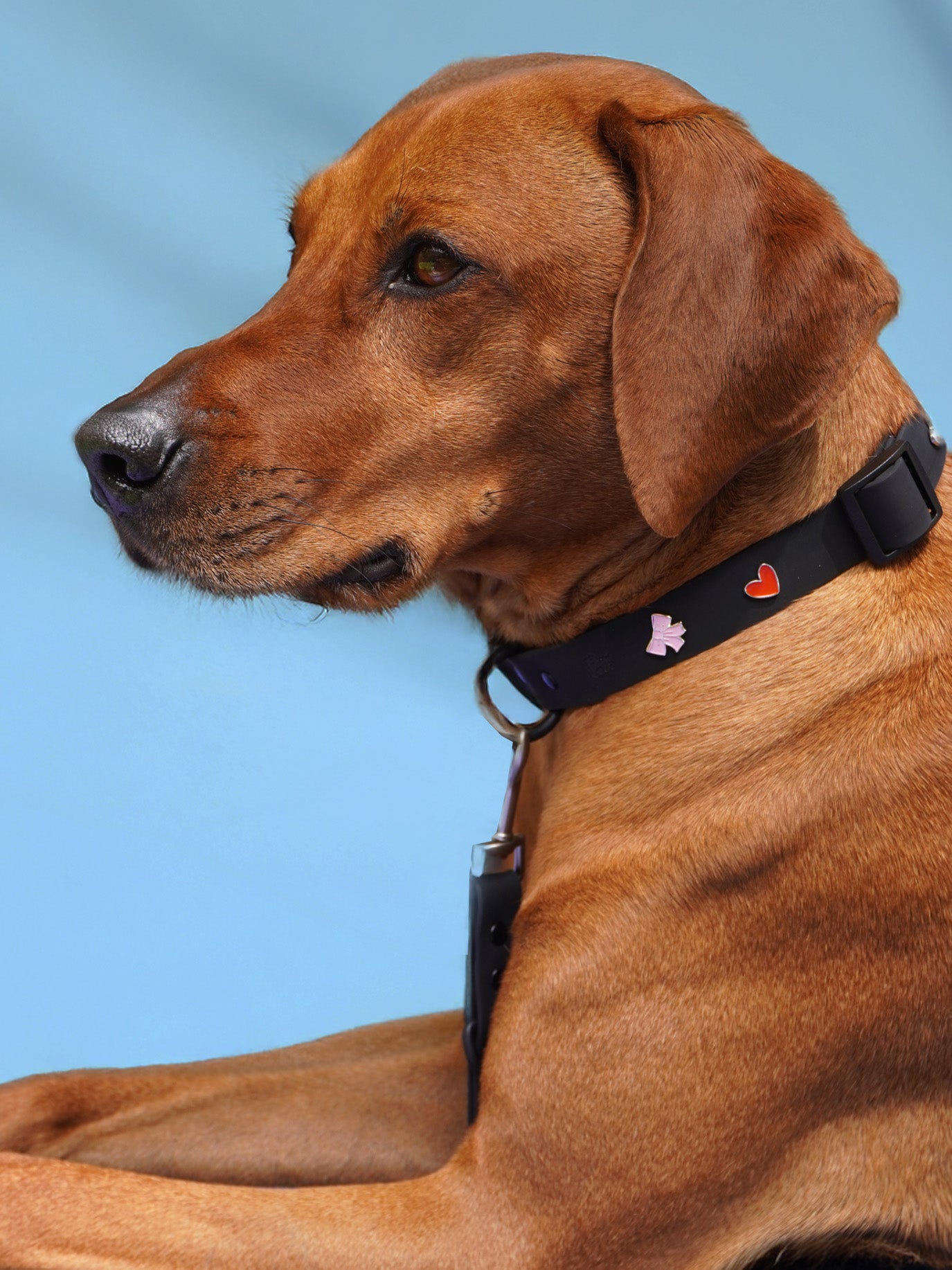 Schleife Hundehalsband Anhänger