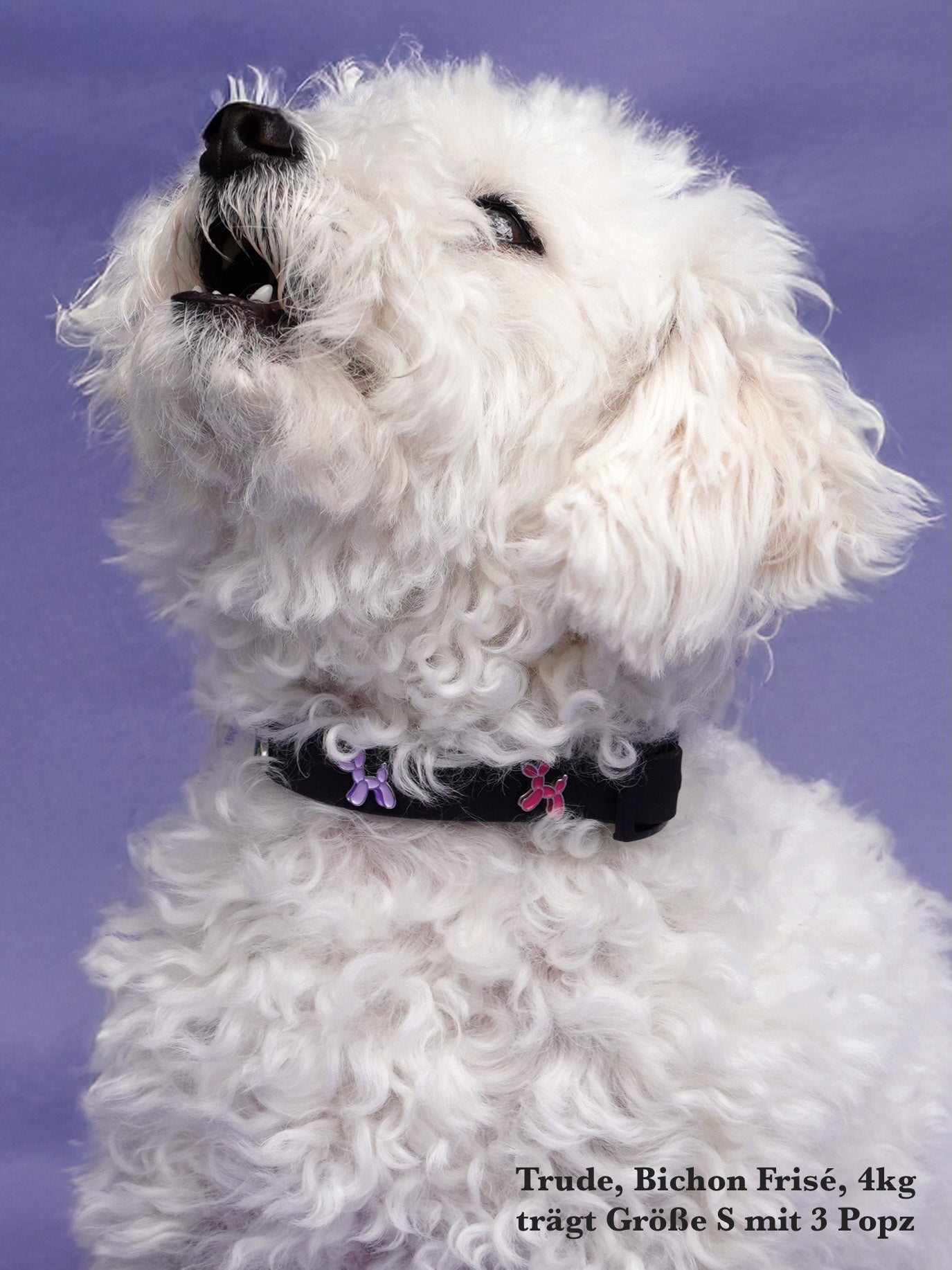 Hundehalsband Outdoor wasserfest