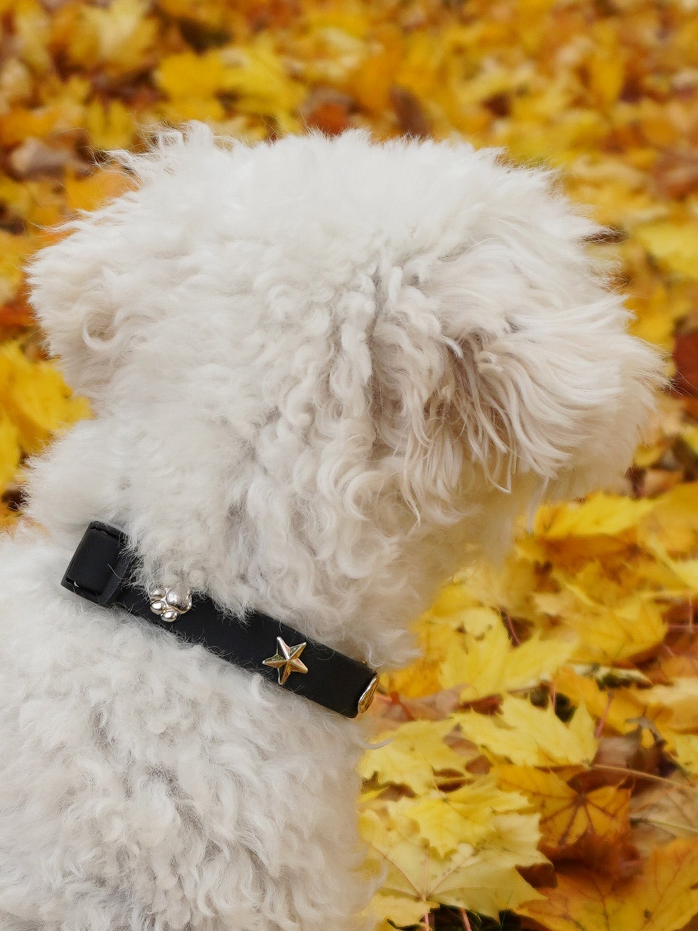 Stern Silber Hundehalsband Anhänger